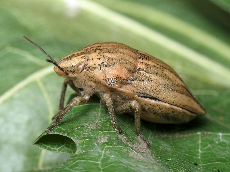 Odontotarsus purpureolineatus (Rossi, 1790)